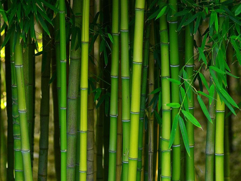 Bamboo flooring solutions from The Carpet Yard in McLean, VA